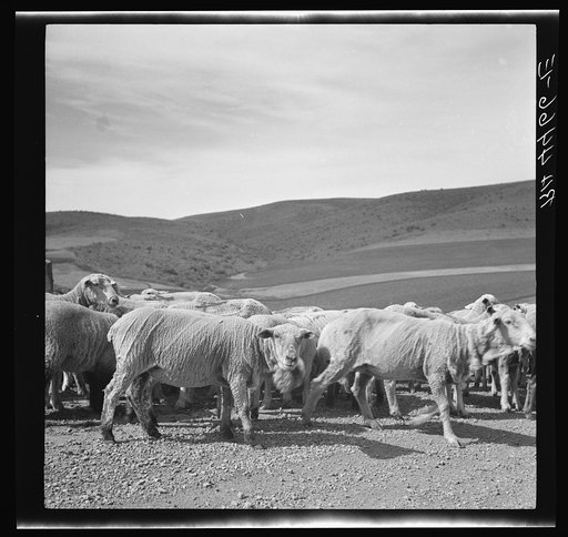 Newly-shorn sheep. Oneida County, Idaho