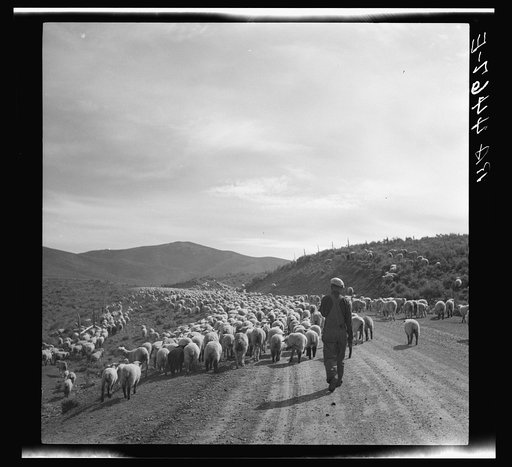 Sheep herder and flocks. Oneida County, Idaho