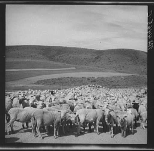Sheep in transit. Oneida County, Idaho