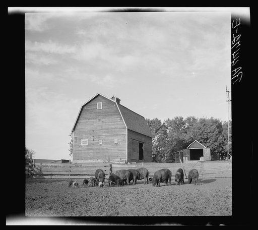 Barnyard scene on farm of rehabilitation client. Custer County, Nebraska