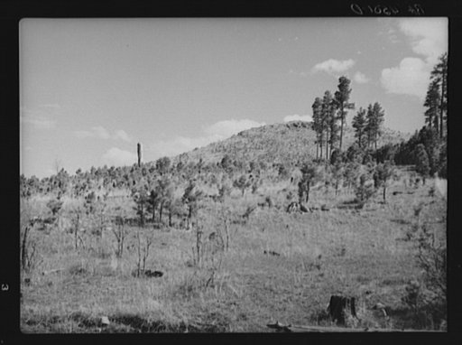 Cut-over and burnt land in Resettlement Administration purchase area. Custer State Park, South Dakota