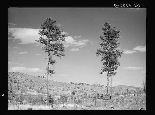 Cut-over land in Resettlement Administration purchase area to be rededicated to forest. Custer State Park, South Dakota