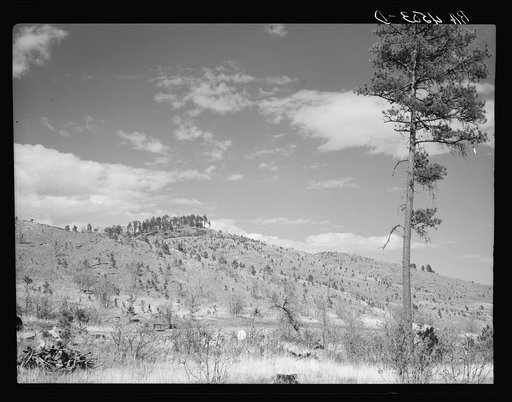 Cut-over land to be reforested in Resettlement Administration purchase area. Custer State Park, South Dakota