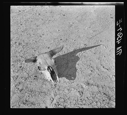 The bleached skull of a steer on the dry sun-baked earth of the South Dakota Badlands