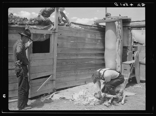 Shearing sheep. Converse County, Wyoming