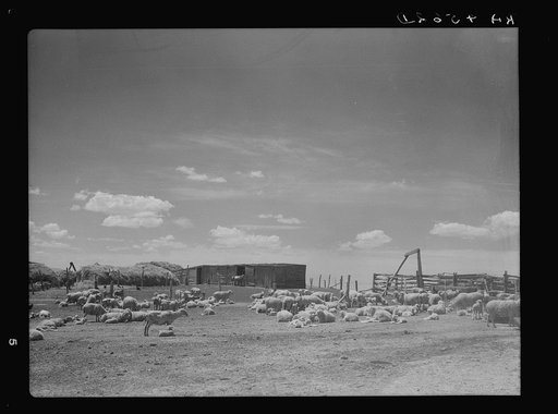 Sheep ranch. Converse County, Wyoming