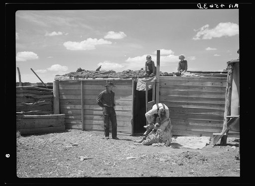 Shearing sheep. Converse County, Wyoming