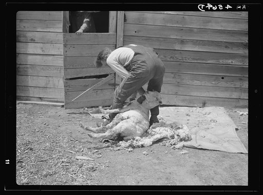 Shearing sheep. Converse County, Wyoming