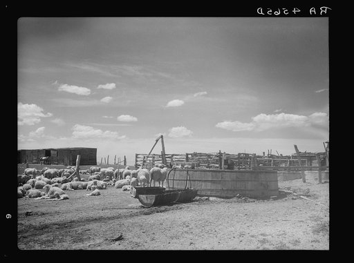 Sheep on ranch in Converse County, Wyoming