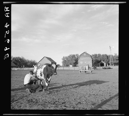 Rehabilitation client's son milking cow. Custer County, Nebraska
