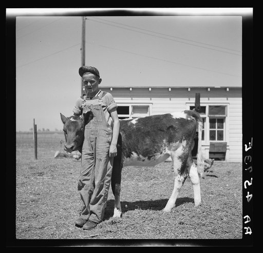 Farmsteader's son with prize 4-H Club calf. Fairbury Farmsteads, Nebraska