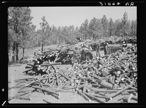 Cutting trees for fence posts. Pine Ridge, Nebraska