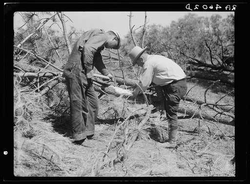 Project manager and workmen examine a diseased tree. Pine Ridge, Nebraska