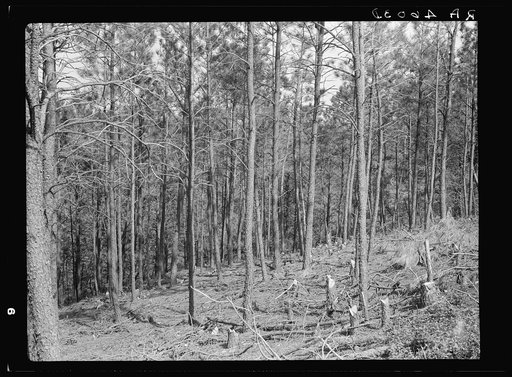 Timber thinned by the removal of diseased and misshapen trees. Pine Ridge, Nebraska