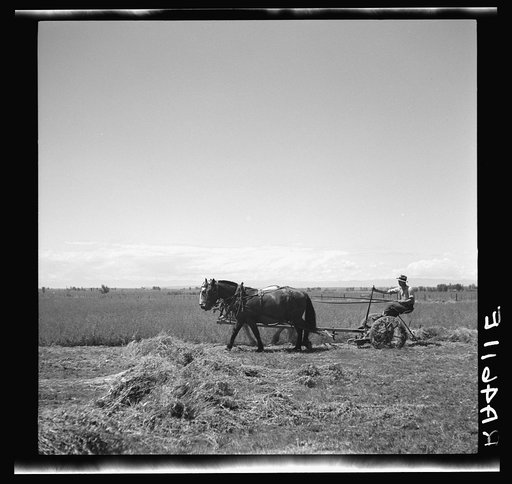 Mowing hay. Ada County, Idaho