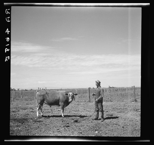 Rehabilitation client and prize bull. Ada County, Idaho