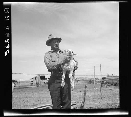 Sheep rancher. Oneida County, Idaho