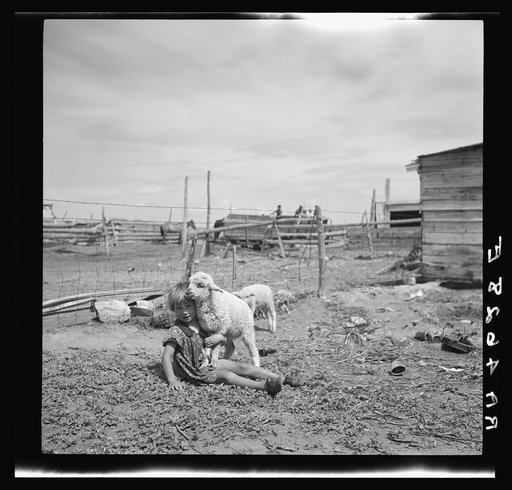 Daughter of sheep rancher. Grazing project. Oneida County, Idaho