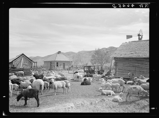 Sheep on submarginal farm. Oneida County grazing project, Idaho