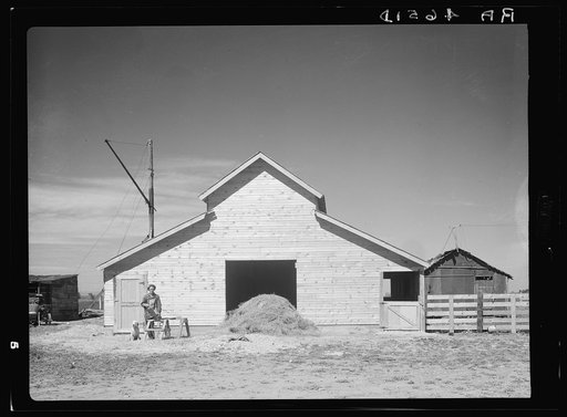 New barn which rehabilitation built with loan of four hundred and fifty dollars. Old barn in background. Ada County, Idaho