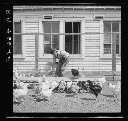 Son of rehabilitation client feeding mash to chickens. Pennington County, South Dakota