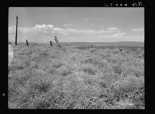 Russian thistle blown against fence. Pennington County, South Dakota