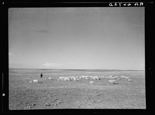 Herding sheep. Pennington County, South Dakota