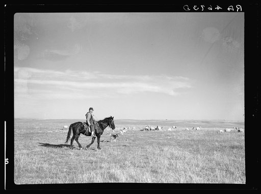 Herding sheep. Pennington County, South Dakota
