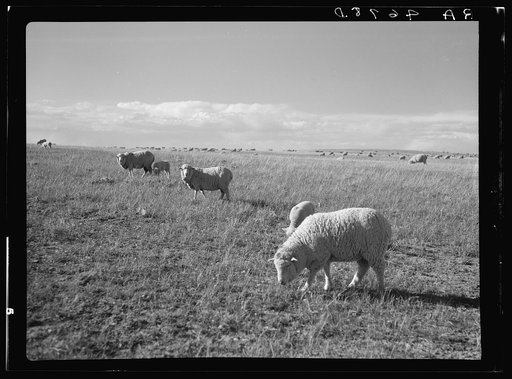 Sheep grazing. Pennington County, South Dakota