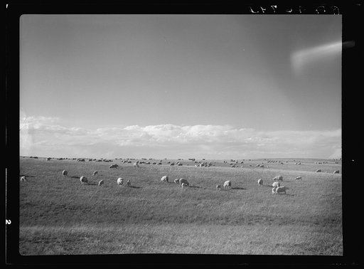 Sheep grazing. Pennington County, South Dakota