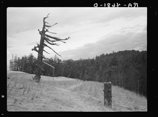 Mute snags in the foreground were once part of the heavy timber being slowly inundated by drifting sand dunes on the Oregon coast. Holland grass is being planted to stop the drifting