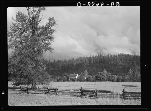 An Oregon dairy farm in the McKenzie River Valley, Oregon