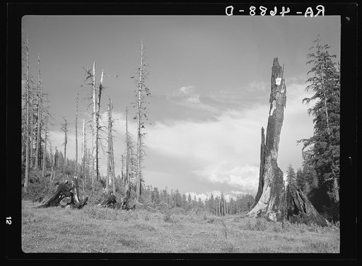 Logging and fire have devastated this once virgin stand of fir, spruce and cedar along the Yachats River, Oregon