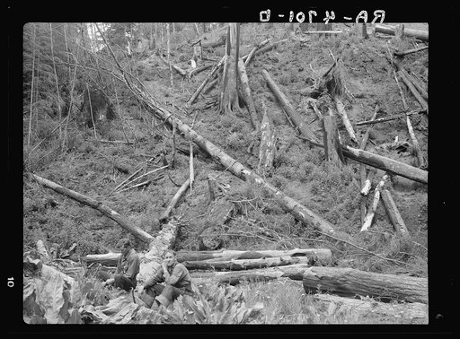 A year ago a fine stand of spruce and fir covered this hillside. A gypo logging outfit cleaned it off, leaving only charred stumps and debris. Near Siltcoos, Oregon