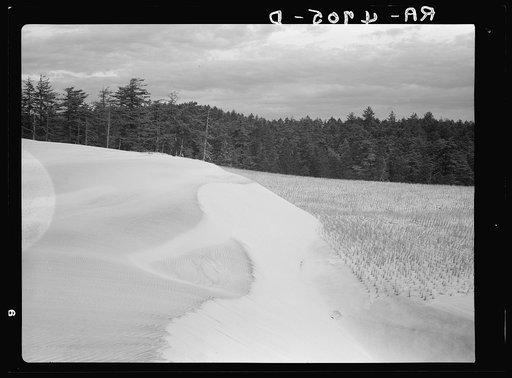 Sand dune fixation on the Oregon coast through the planting of Holland grass. Oregon