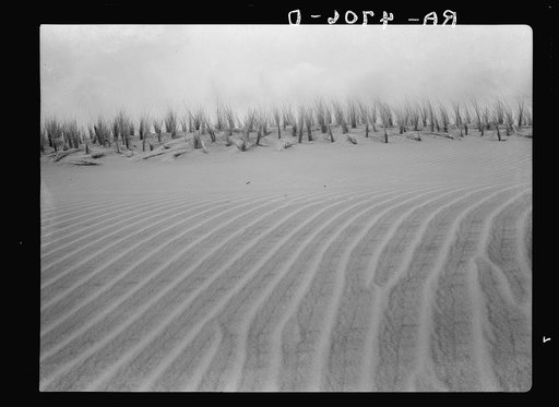 Winds off the Pacific Ocean make fantastic whorls in the sand dunes along the Oregon coast. Holland grass is being planted to stop the drifting