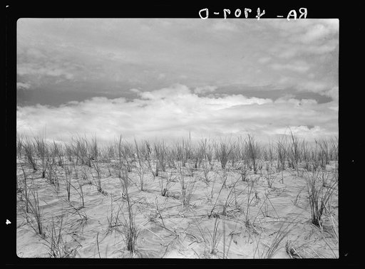 Holland grass, due to its toughness and well-matting roots, is ideal for stopping the drifting sand dunes along the Oregon coast