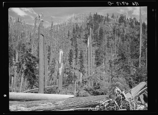 Cut-over land in the Mount Hood National Forest, Oregon