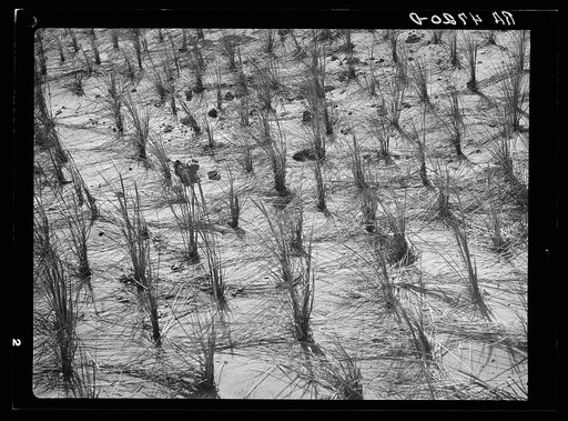 Holland grass planted by the Resettlement Administration crews keep the shifting sand dunes along the coast in place. Oregon