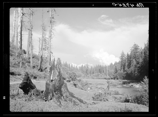 The Land Acquisition Program of the Resettlement Administration along the Oregon coast is designed to prevent the continued misuse of forest resources which result in scenes like this along the Yachats River
