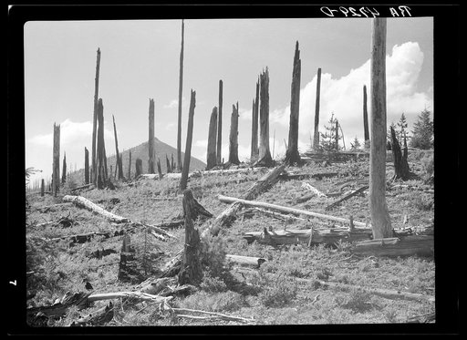 Cut-over [i.e., burned-over] land in the Mount Hood National Forest, Oregon