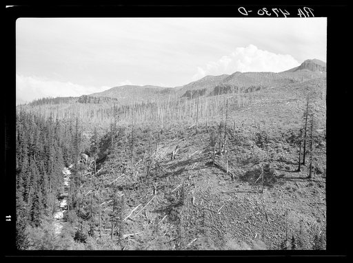 A natural protective watershed has been destroyed by unscrupulous logging companies. Mount Hood National Forest, Oregon