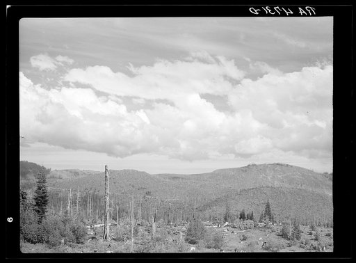 Cut-over land in the Mount Hood National Forest, Oregon