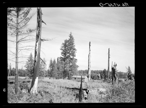 Stump ranches spring up in the wake of the logging company and try to wrest a living from a few acres of forest land. Coast Ranges, Oregon
