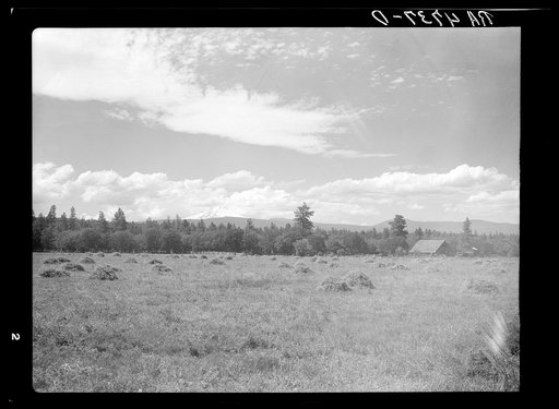 A field of alfalfa in the Willamette Valley, Oregon. Mount Hood in the background