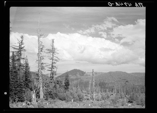 Cut-over land in the Mount Hood National Forest, Oregon