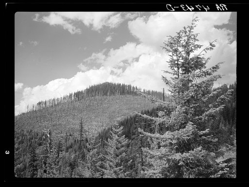 Cut-over land in the Mount Hood National Forest, Oregon