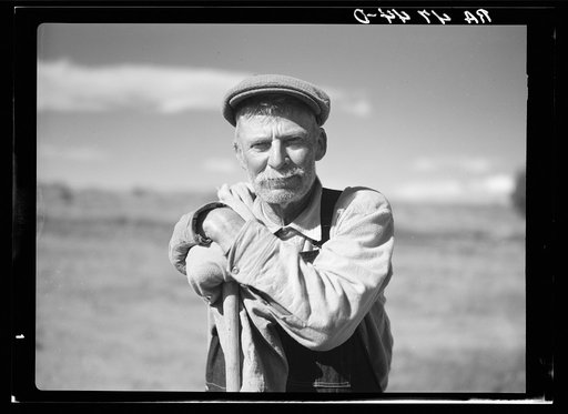 A one-armed sheep herder. Central Oregon grazing project