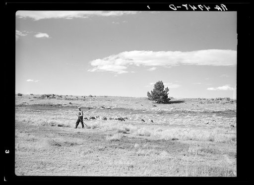 A shepherd and his flocks on the grazing project in central Oregon