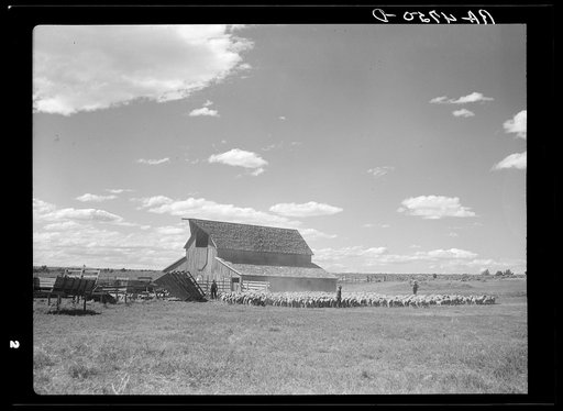 Herders in transit putting their sheep up for the night at a ranch on the Resettlement Administration grazing project in central Oregon